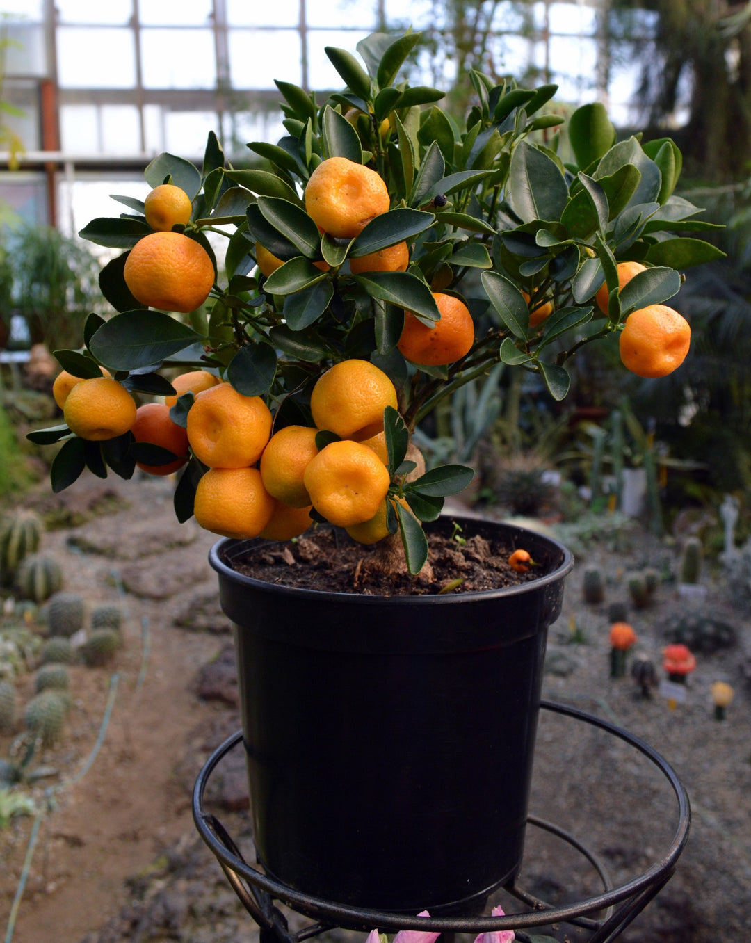 Citrofortunella mitis (Calamondin Orange Bush)