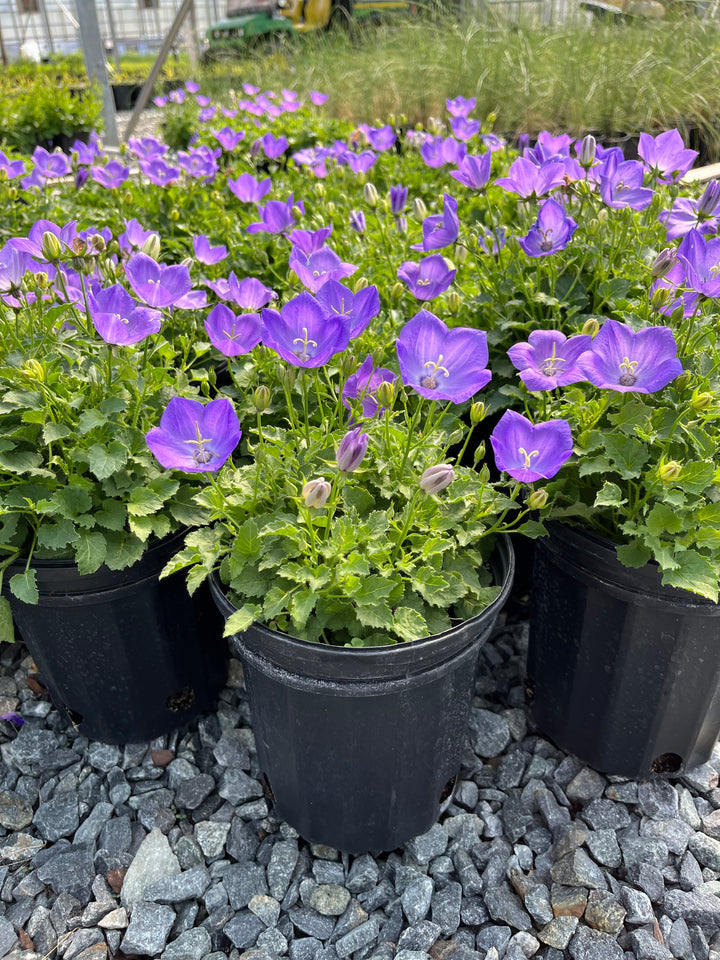 Campanula carpatica ‘Rapido Blue’ (Carpathian Bellflower)