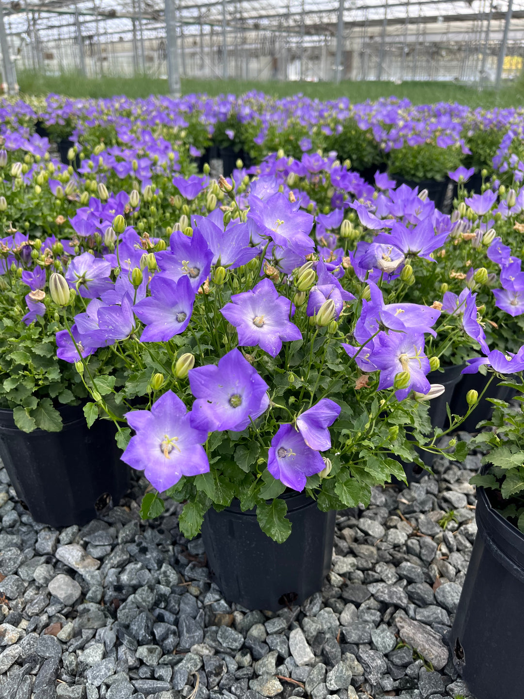 Campanula carpatica ‘Rapido Blue’ (Carpathian Bellflower)