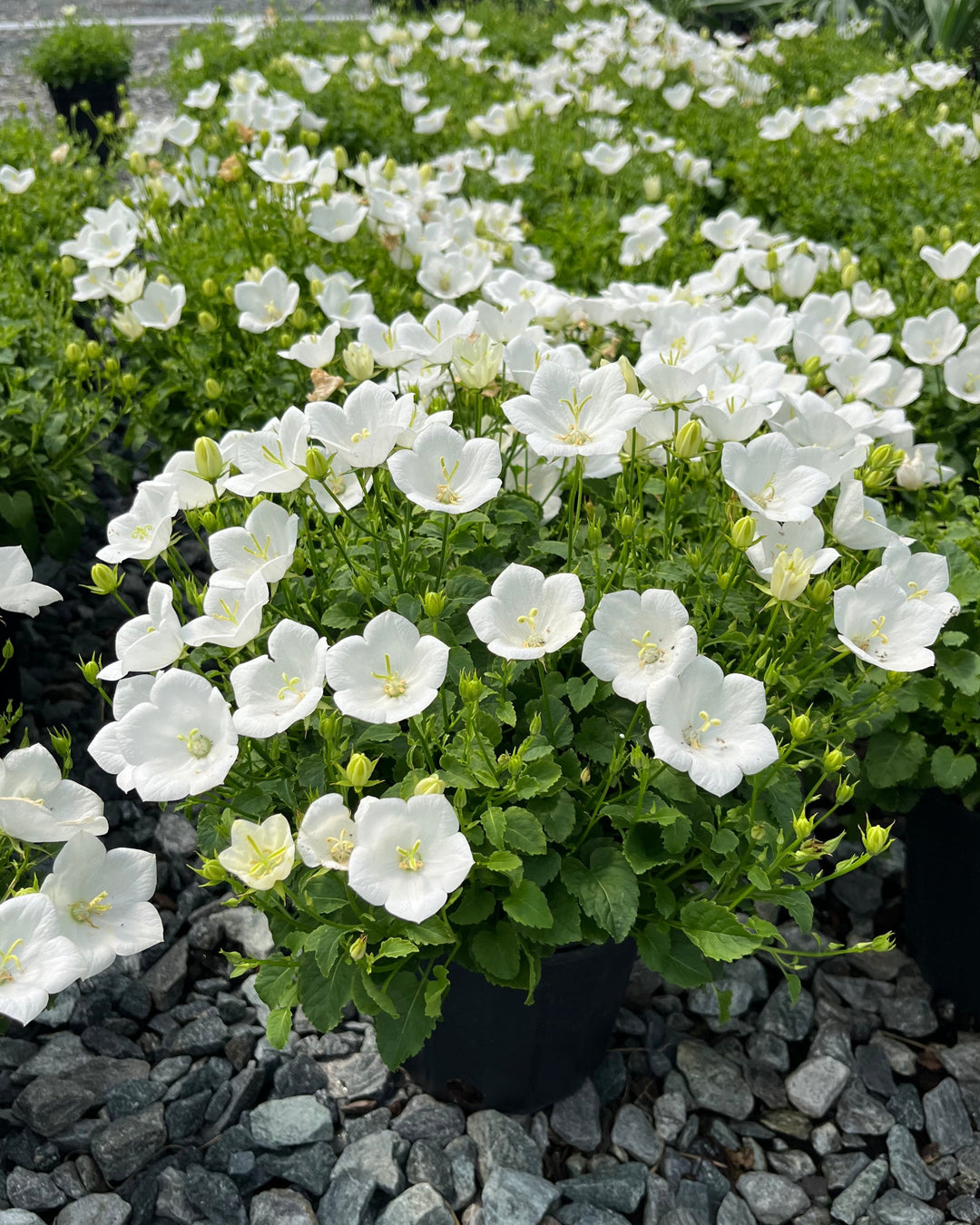 Campanula carpatica 'Rapido White' (Carpathian Bellflower)