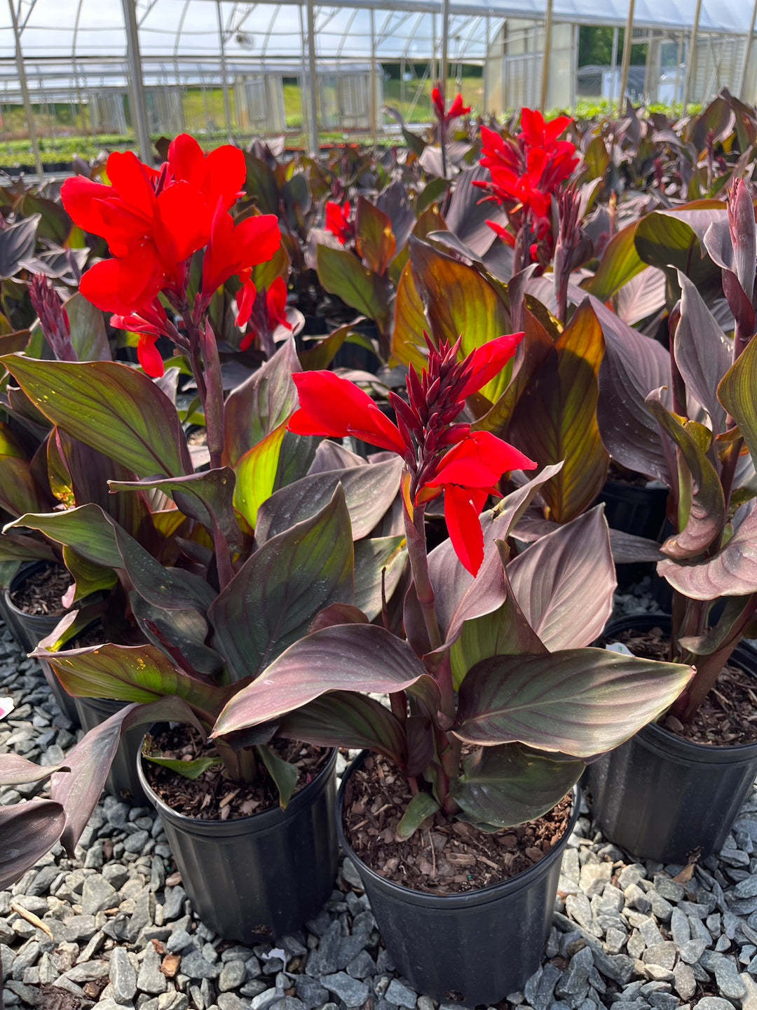 Canna Cannova® Bronze Scarlet (Canna Lily)