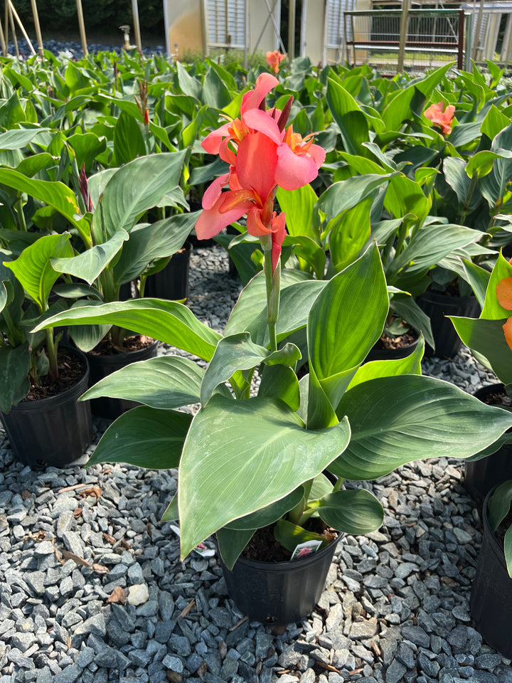 Canna Cannova® Mango (Canna Lily)