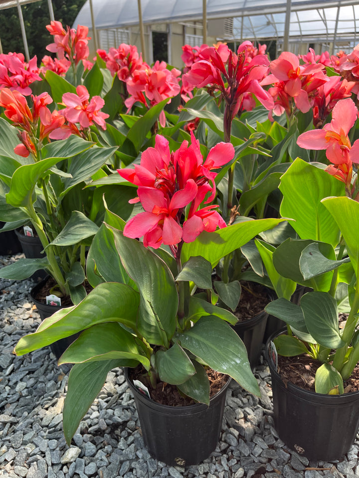 Canna Cannova® Mango (Canna Lily)