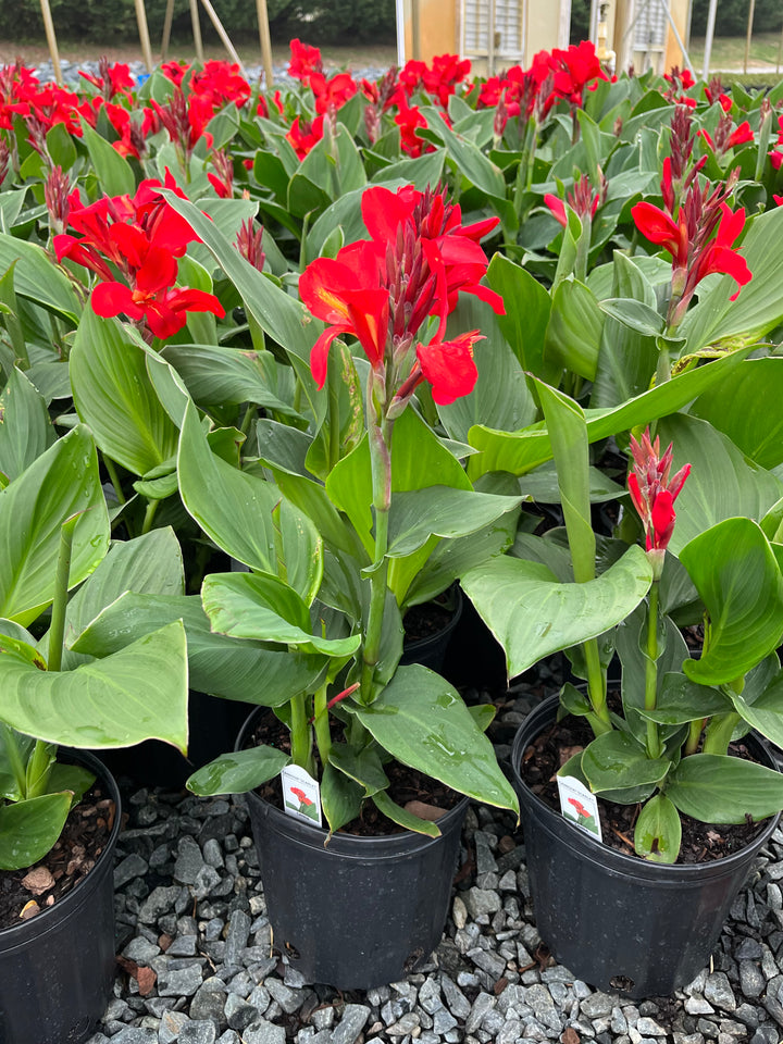 Canna Cannova® Red Shades (Canna Lily)