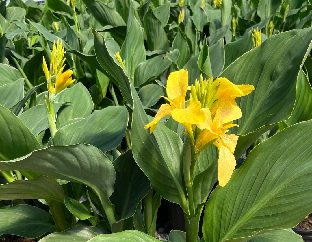 Canna Cannova® Yellow (Canna Lily)