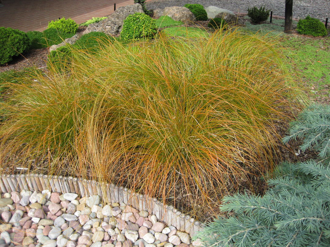 Carex testacea 'Prairie Fire' (ColorGrass® Series Prairie Fire Sedge)