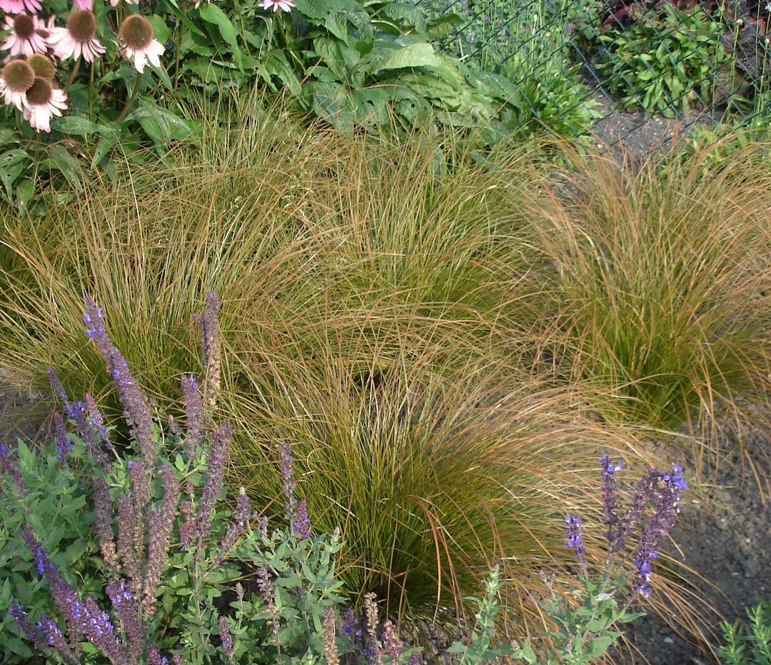 Carex testacea 'Prairie Fire' (ColorGrass® Series Prairie Fire Sedge)