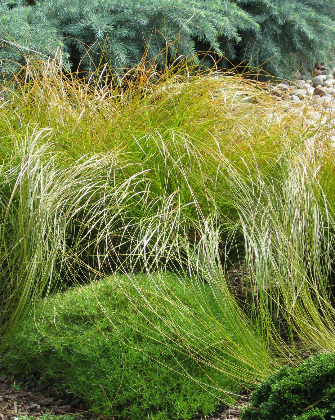 Carex testacea 'Prairie Fire' (ColorGrass® Series Prairie Fire Sedge)