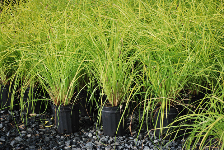 Carex elata 'Aurea' Bowles Golden (Golden Variegated Sedge)