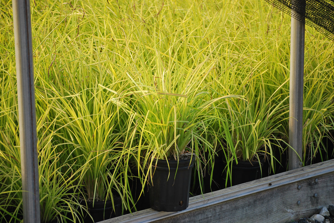 Carex elata 'Aurea' Bowles Golden (Golden Variegated Sedge)