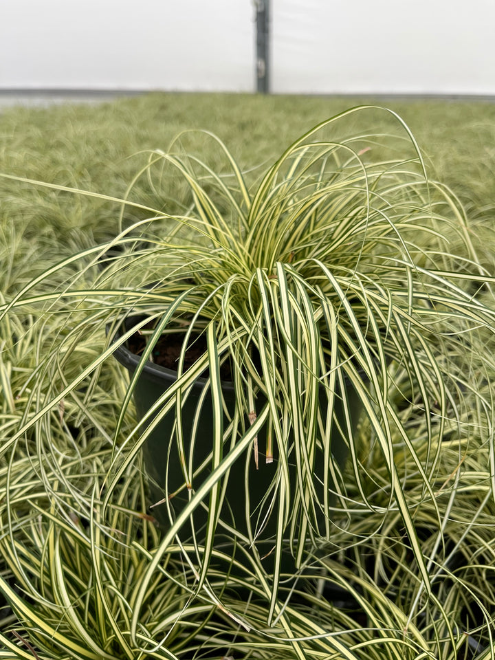 Carex oshimensis Evercolor® Everillo (Variegated Japanese Sedge)