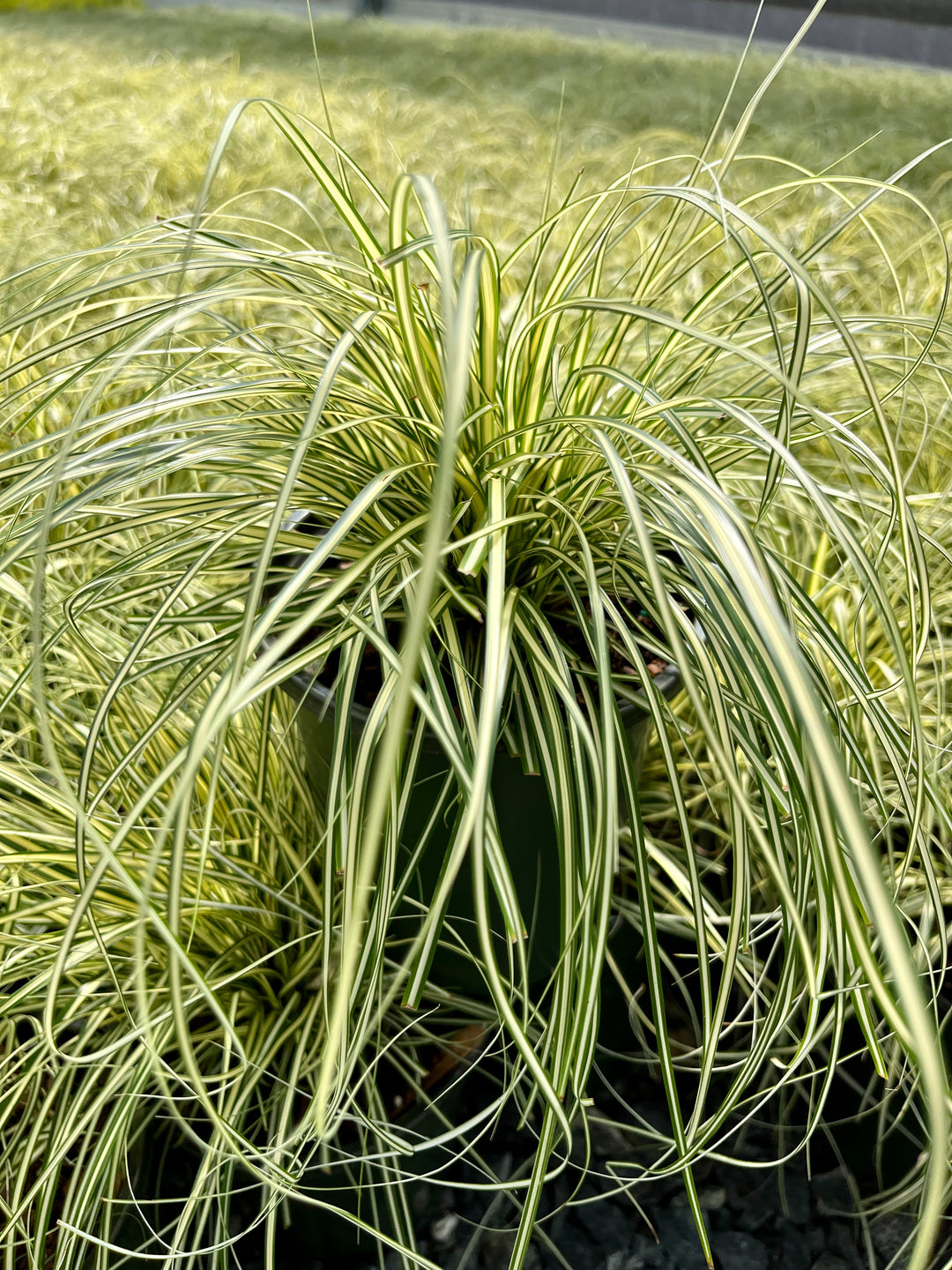 Carex oshimensis Evercolor® Everillo (Variegated Japanese Sedge)