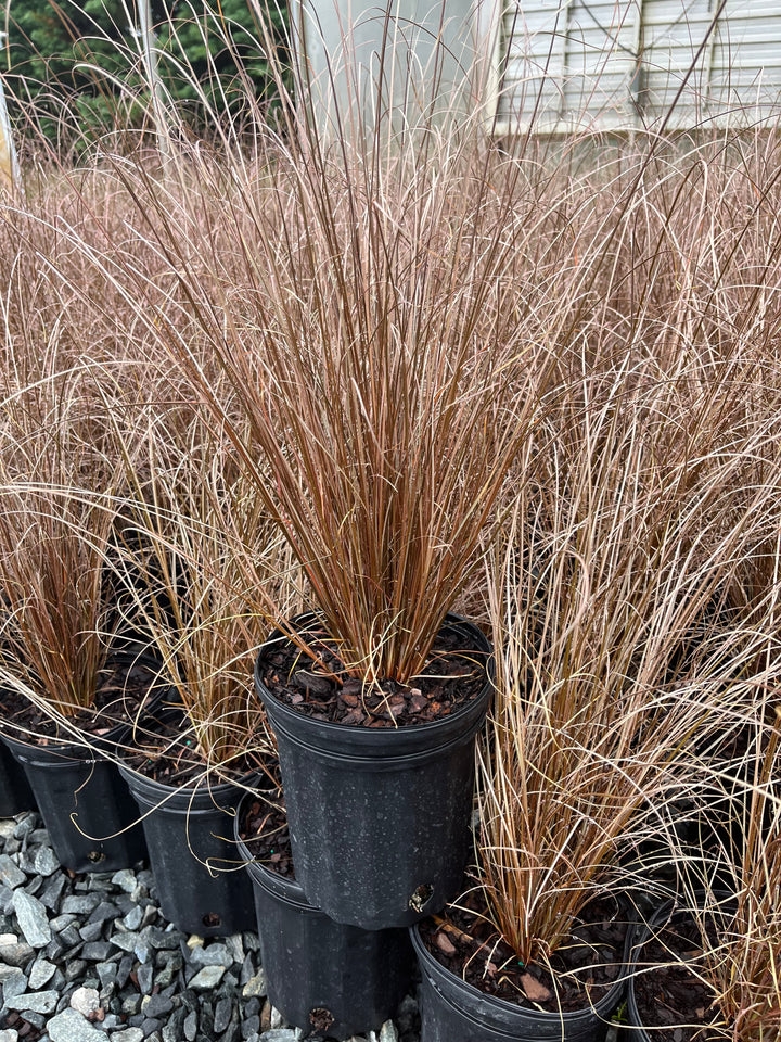 Carex buchananii 'Red Rooster' (ColorGrass® Leather Leaf Sedge)