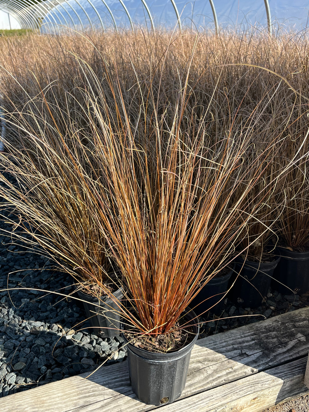 Carex buchananii 'Red Rooster' (ColorGrass® Leather Leaf Sedge)