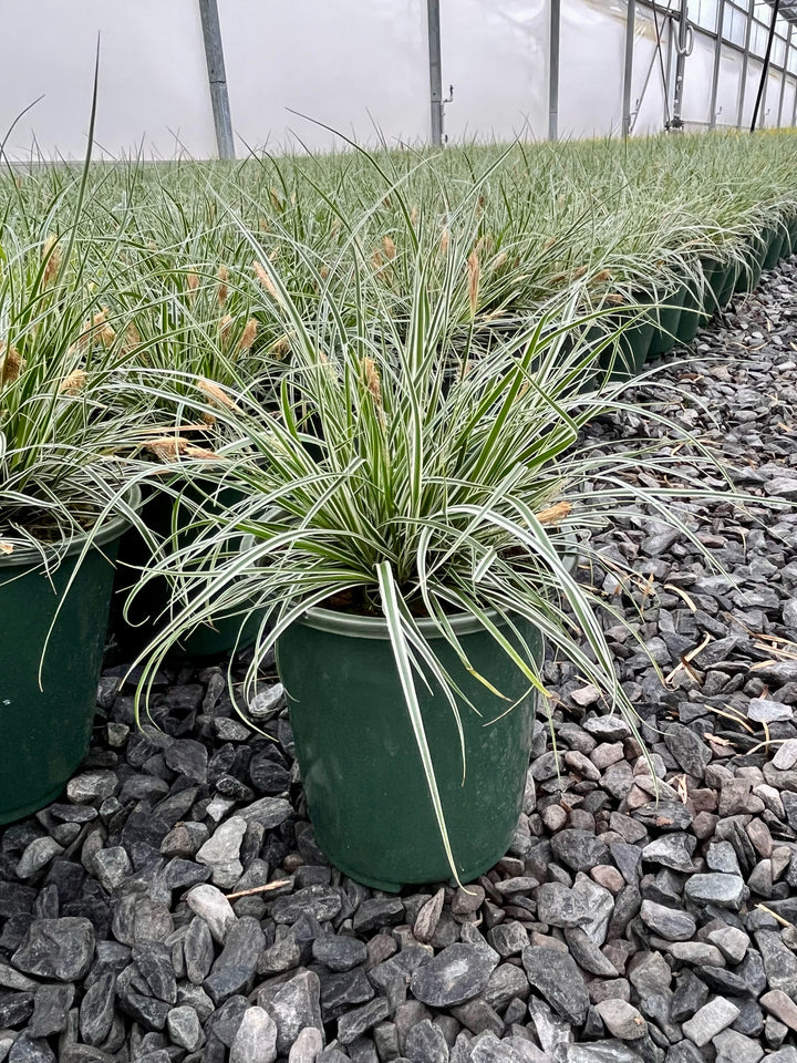 Carex oshimensis EverColor® Everest (Sedge)