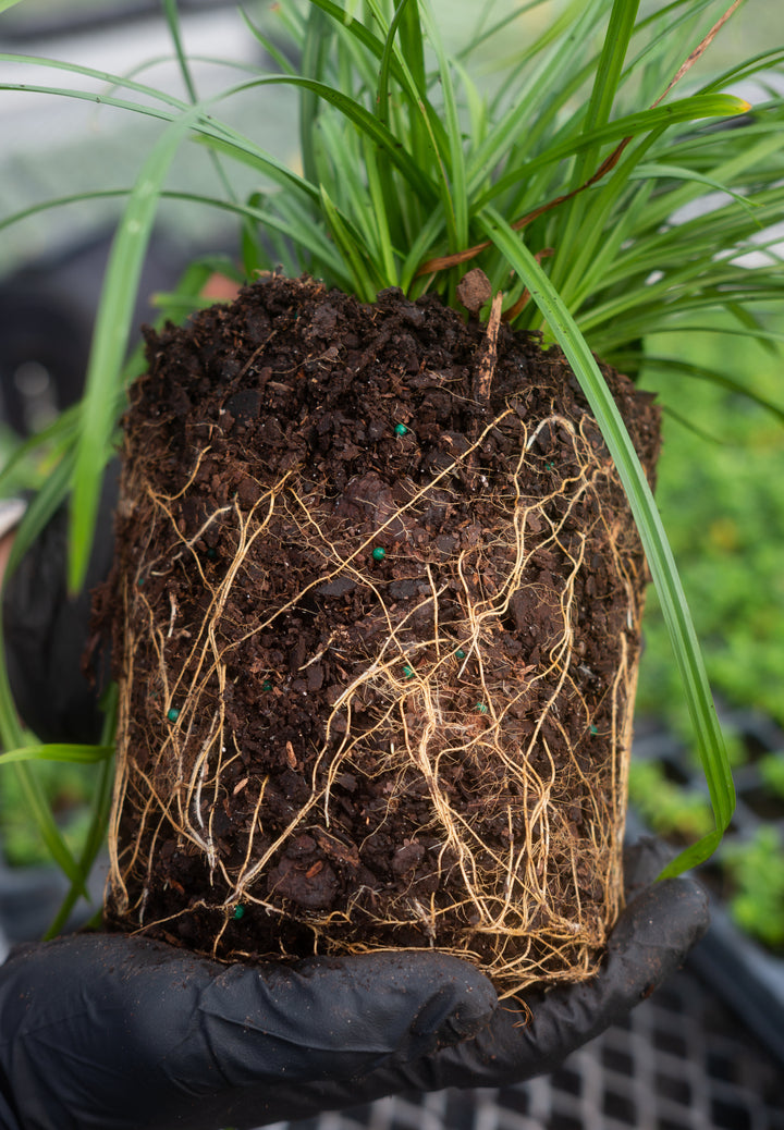 Carex oshimensis Evercolor® Everillo (Variegated Japanese Sedge)