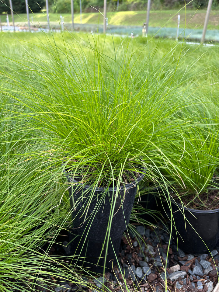 Carex appalachica (Appalachian Sedge)