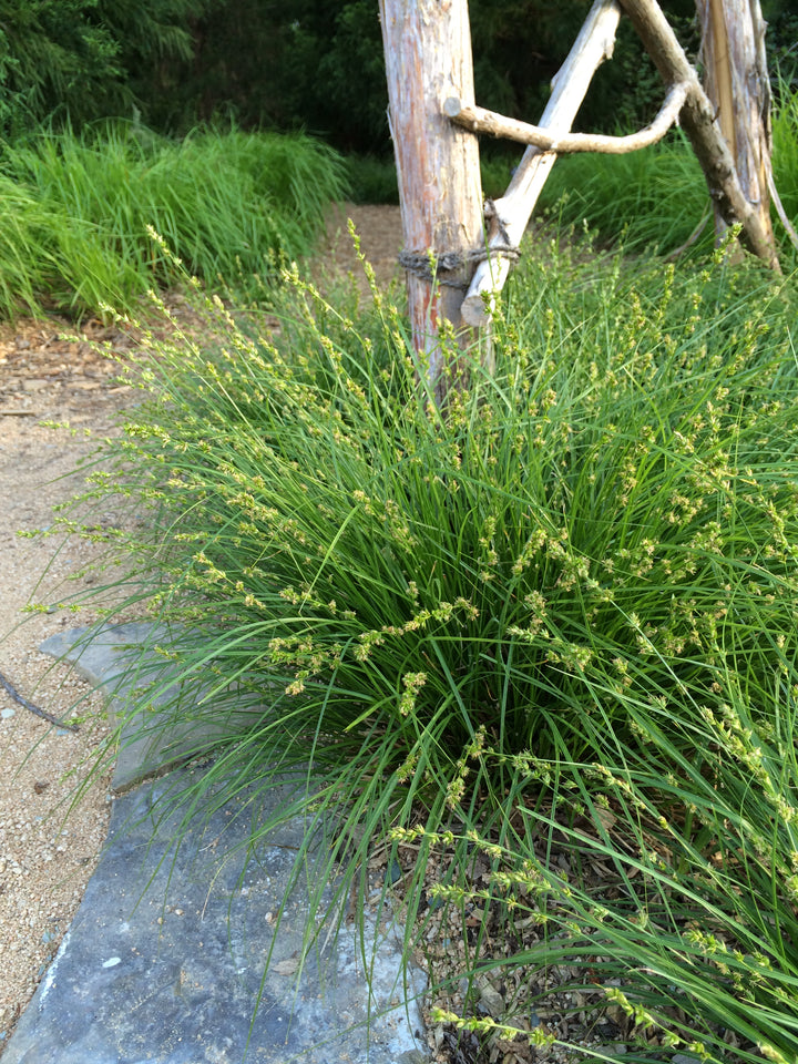 Carex divulsa (Grassland Sedge)