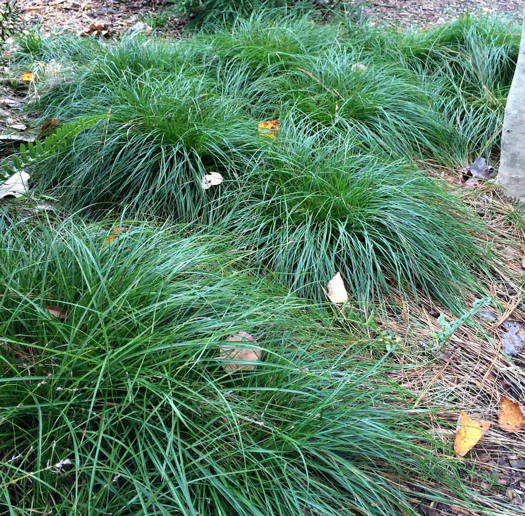 Carex divulsa (Grassland Sedge)