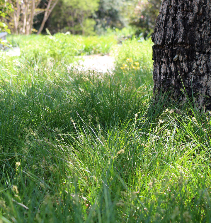 Carex divulsa (Grassland Sedge)