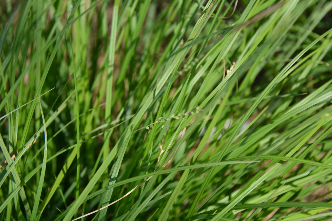 Carex woodii (Wood’s Sedge)