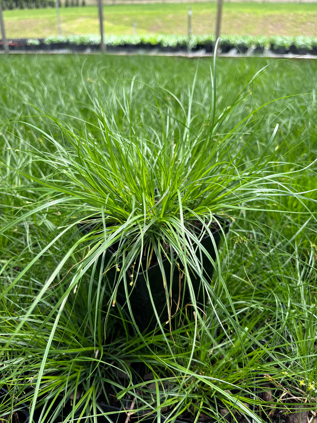 Carex appalachica (Appalachian Sedge)