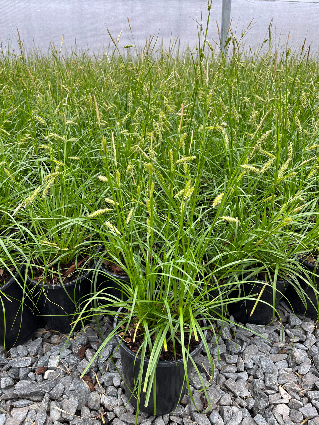 Carex cherokeensis (Cherokee Sedge)