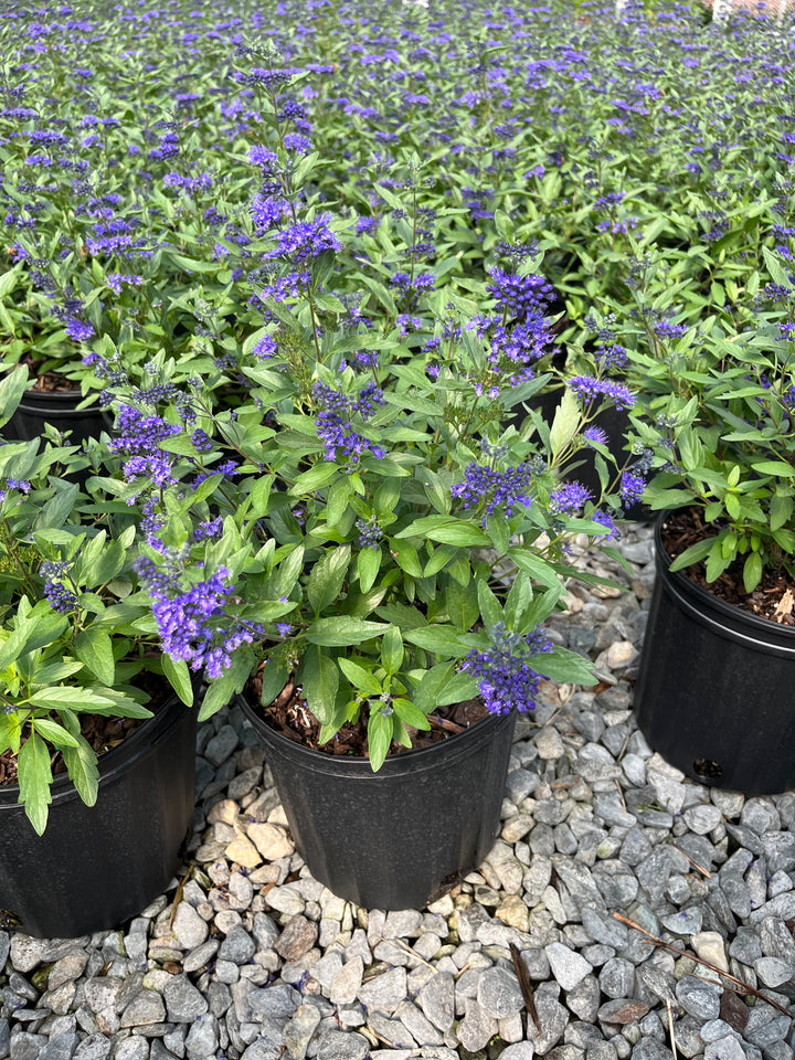 Caryopteris 'First Choice' (Blue Beard)