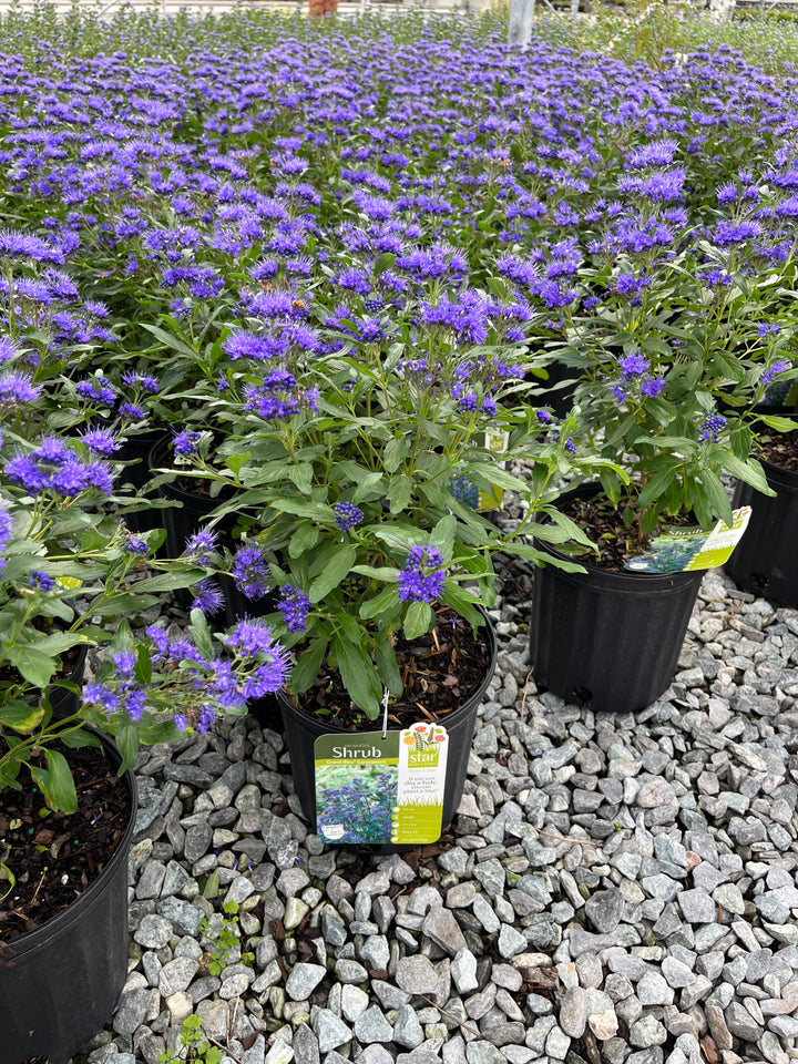 Caryopteris x clandonensis Grand Bleu® (Bluebeard)