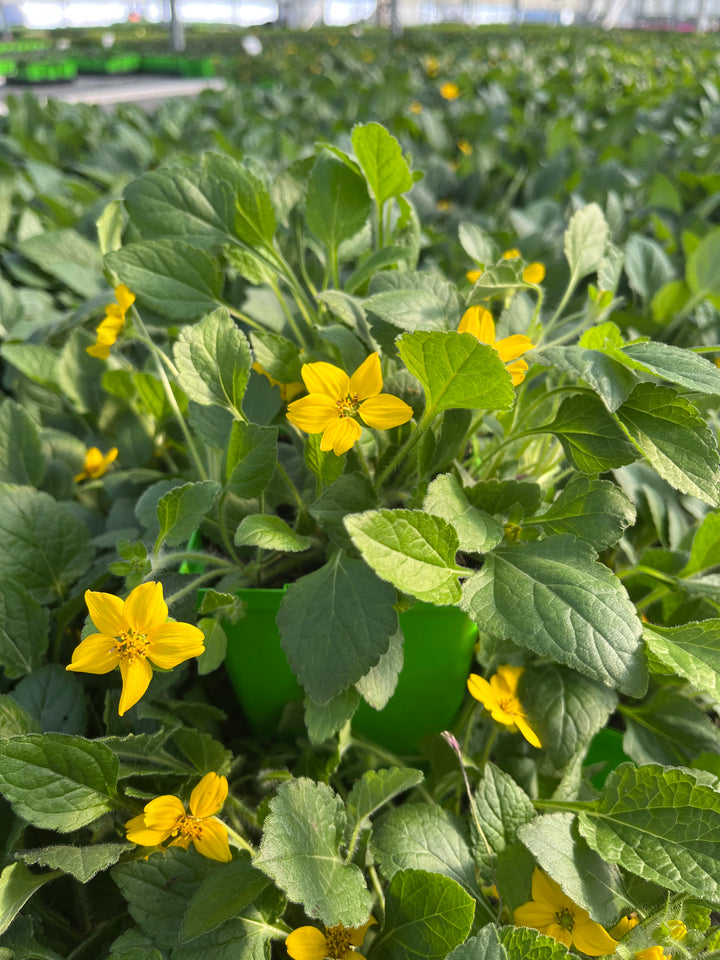 Chrysogonum virginianum 'Superstar' (Green and Gold)