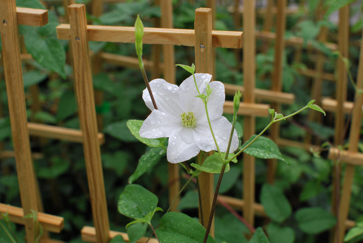 Clematis 'Huldine' (Clematis Hybrid)