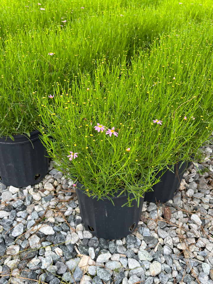 Coreopsis rosea 'American Dream' (Tickseed)