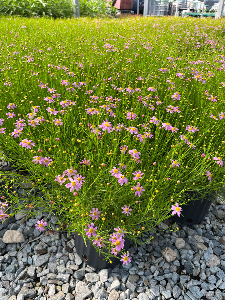 Coreopsis rosea 'American Dream' (Tickseed)