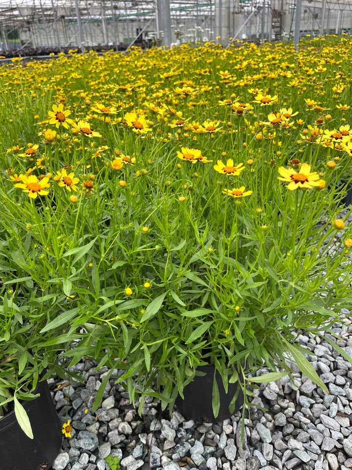 Coreopsis x Big Bang™ 'Cosmic Eye' (Tickseed)