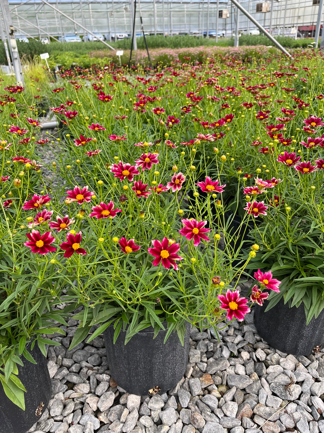 Coreopsis x Big Bang™ 'Mercury Rising' (Tickseed)