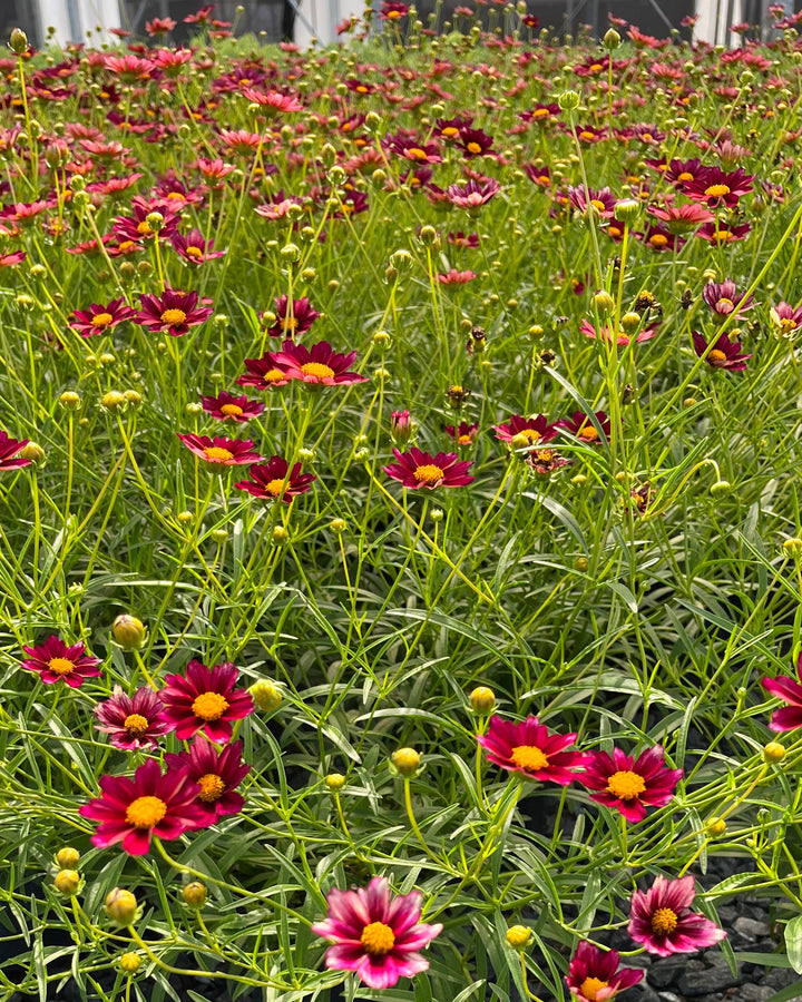 Coreopsis x Big Bang™ 'Mercury Rising' (Tickseed)