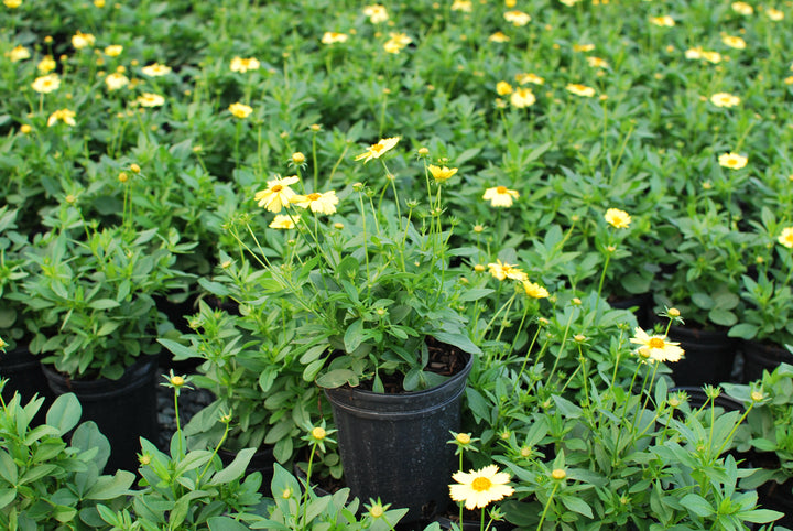 Coreopsis grandiflora Solanna™ Glow (Tickseed)