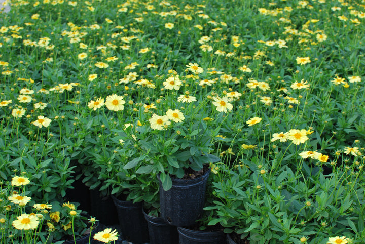 Coreopsis grandiflora Solanna™ Glow (Tickseed)