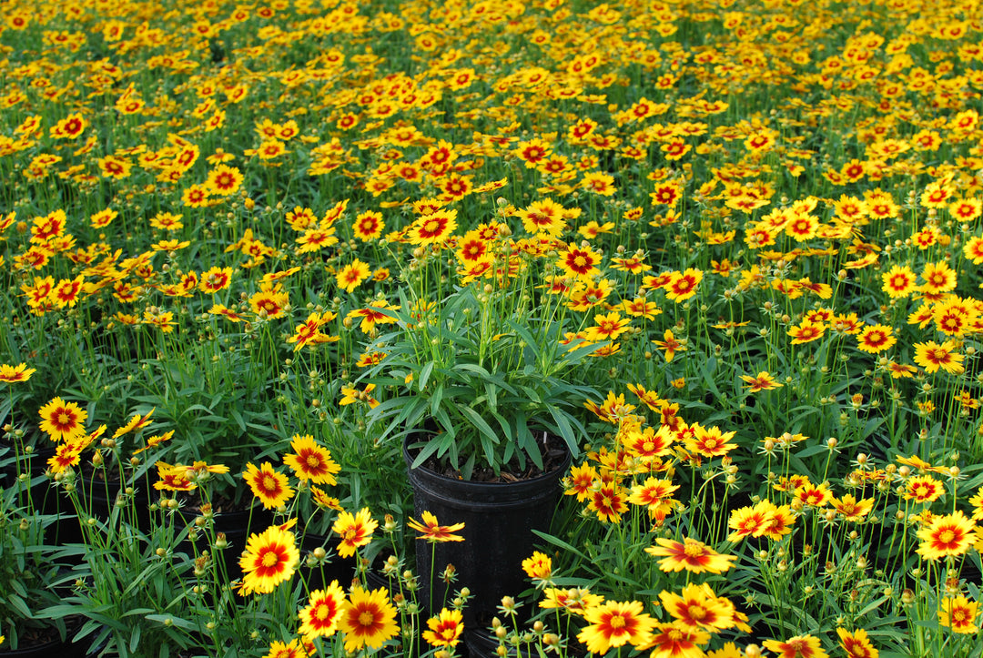 Coreopsis Uptick™ Gold & Bronze (Tickseed)