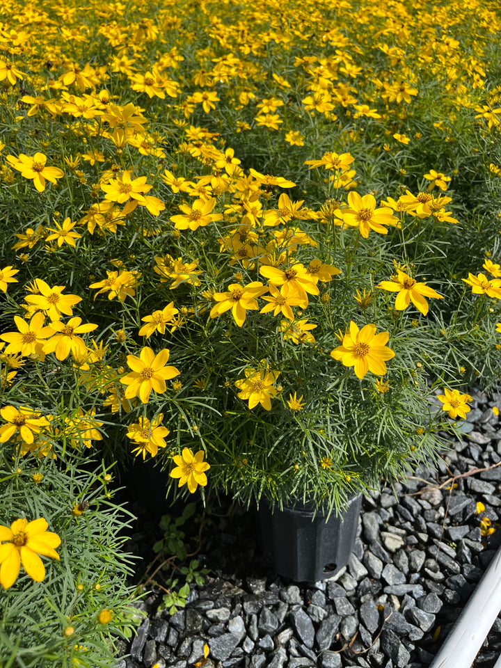 Coreopsis verticillata 'Zagreb' (Tickseed)