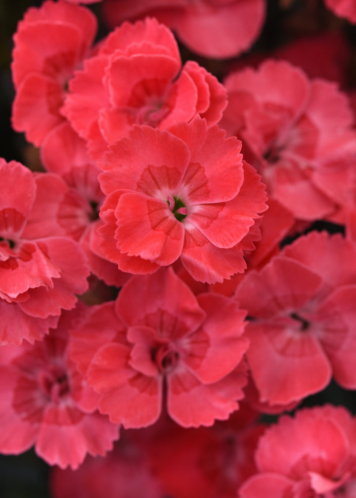 Dianthus x Everlast™ Peach (Garden Pinks)