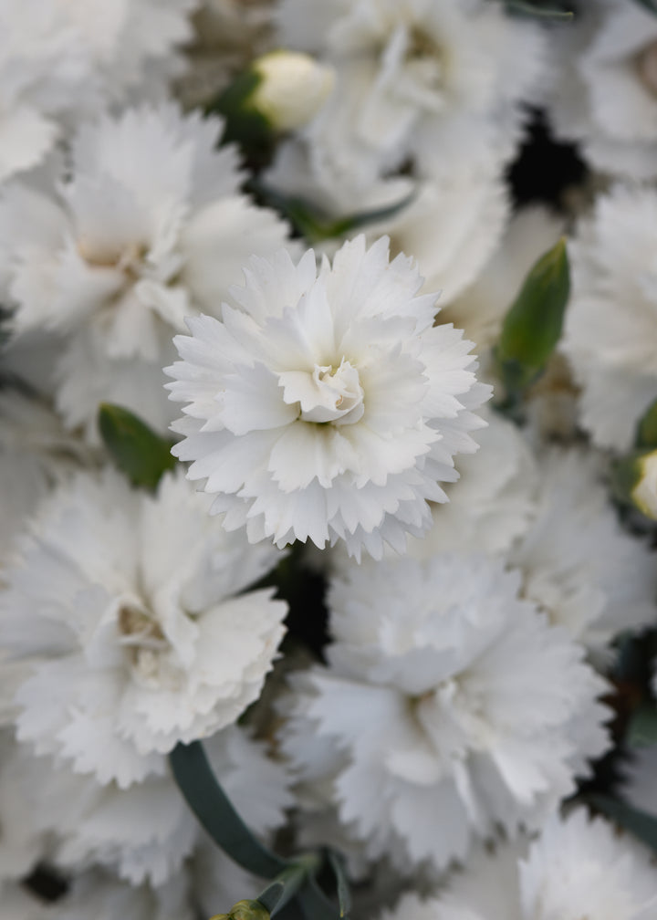 Dianthus x Everlast™ White (Garden Pinks)