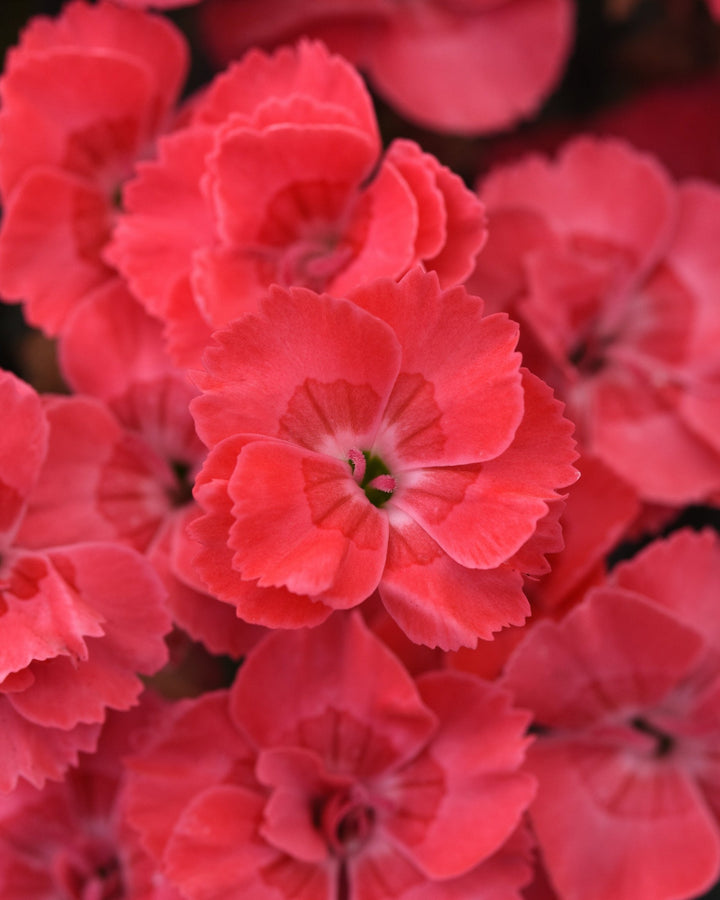 Dianthus x Everlast™ Peach (Garden Pinks)