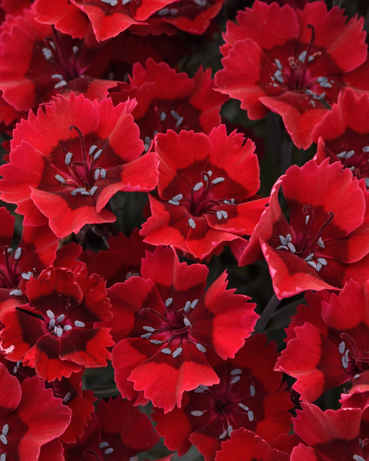 Dianthus x Everlast™ Red (Garden Pinks)