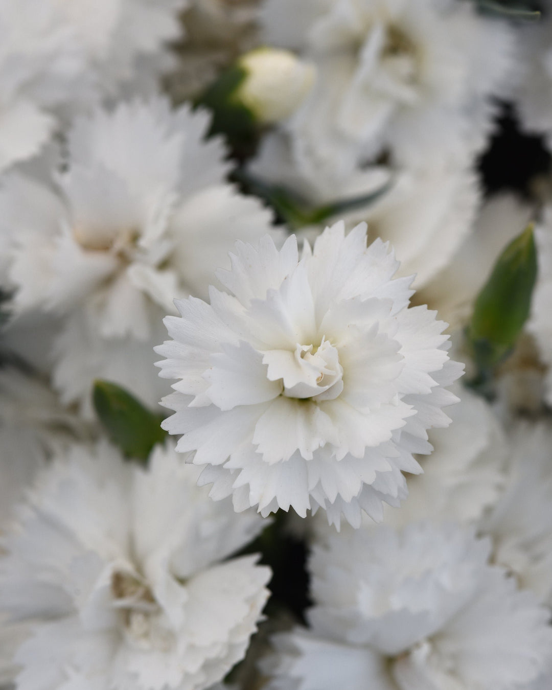 Dianthus x Everlast™ White (Garden Pinks)