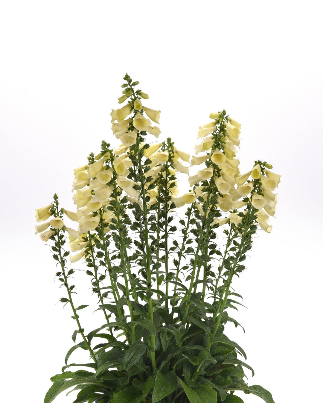 Digitalis x Arctic Fox™ Lemon Cream (Foxglove)