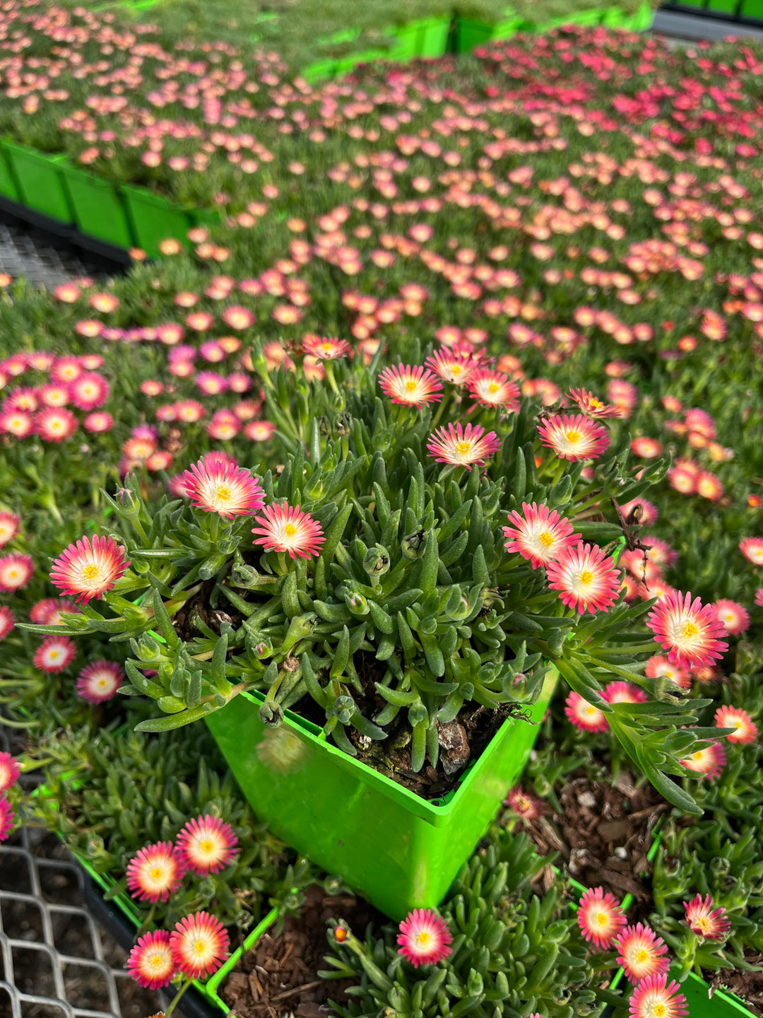 Delosperma J.o.D. 'Ruby’ (Jewel of the Desert Series Ice Plant)