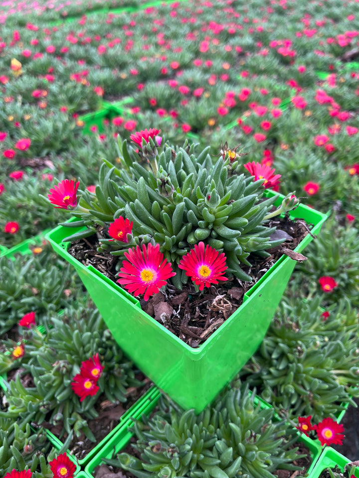 Delosperma J.o.D. 'Garnet’ (Jewel of the Desert Series Ice Plant)