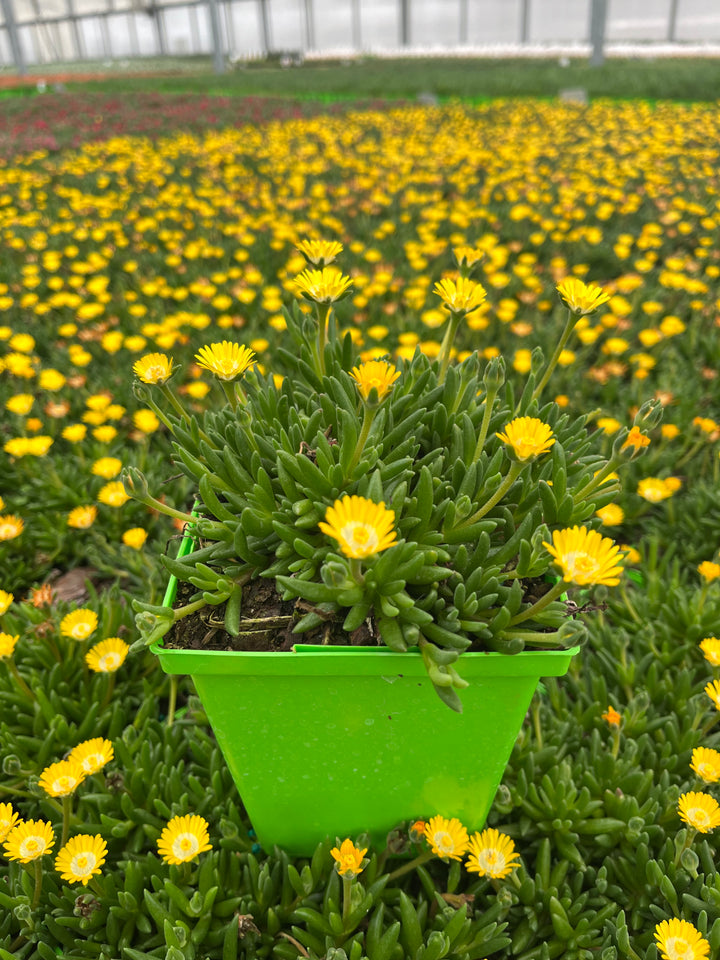 Delosperma J.o.D. 'Peridot’ (Jewel of the Desert Series Ice Plant)