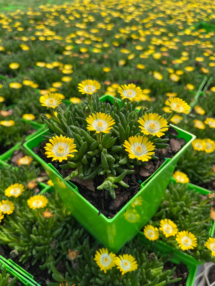 Delosperma J.o.D. 'Peridot’ (Jewel of the Desert Series Ice Plant)